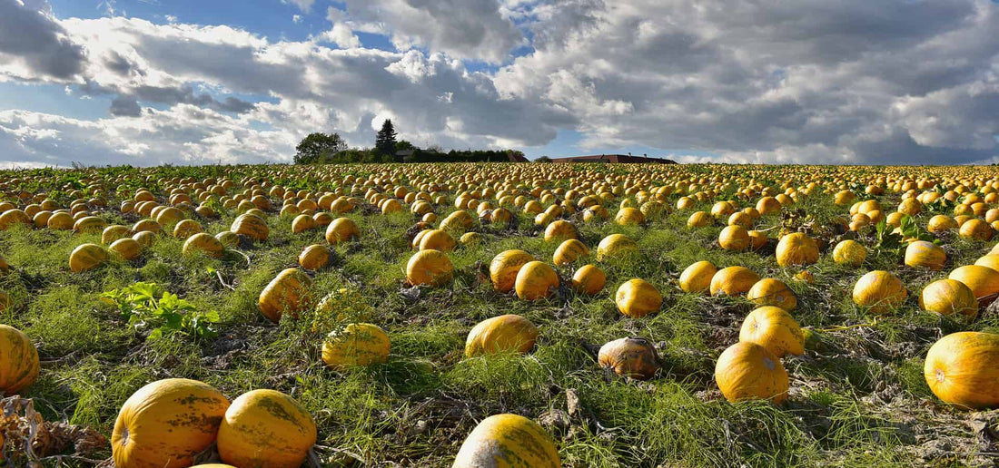 The Mighty Pumpkin Seed: A Nutritional Powerhouse